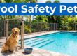 Pool Safety Pets: A Safer Southwest Florida Backyard