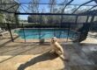 Pool Safety Pets